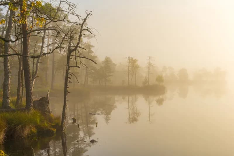 Morning mist rising over a still bog lake at sunrise, with trees reflected in the calm golden water.